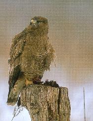buse variable