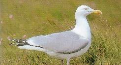 goéland argenté