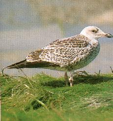 goéland argenté