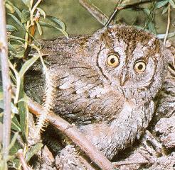Hibou petit-duc adulte