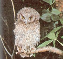 Hibou petit-duc immature